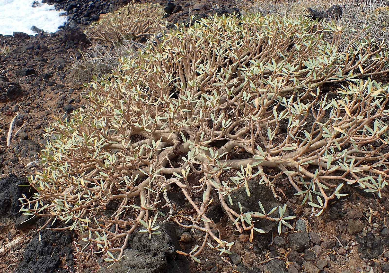 Tabaibas che crescono su una colata lavica nel sud di Tenerife